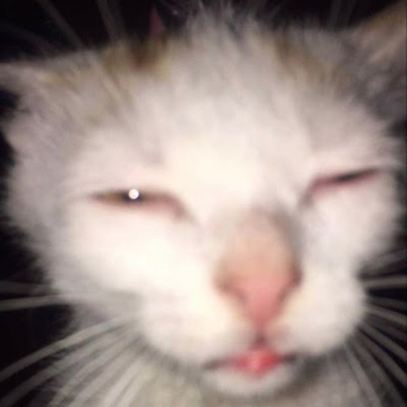 0rgan3lle_